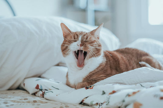 Chat fatigué