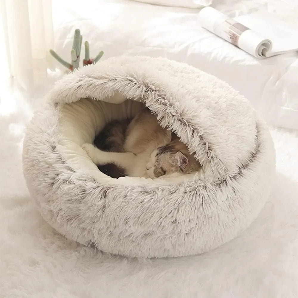 Bulle poilu avec chat