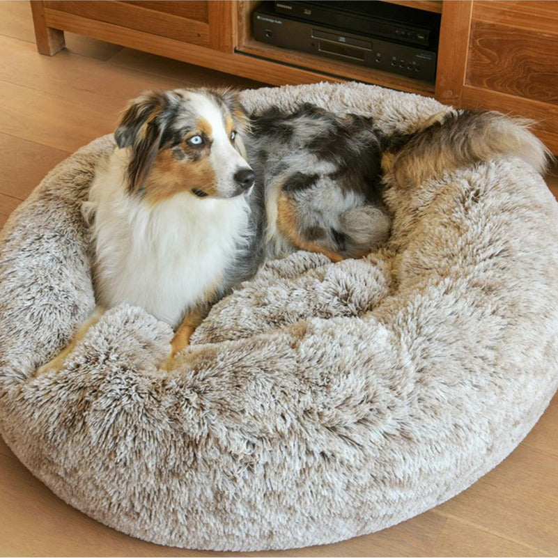 Donut poilu beige avec chien
