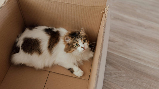 Comment préparer son chat pour un déménagement : Guide complet, méthodes et astuces pratiques
