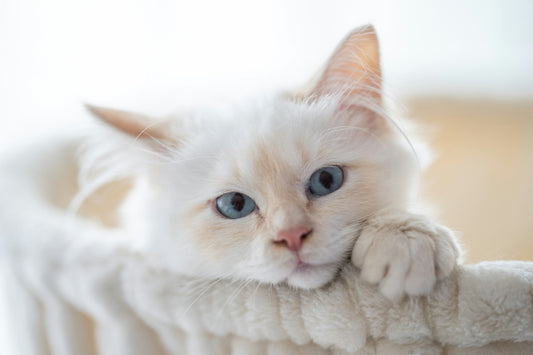 Chat blanc au yeux bleu
